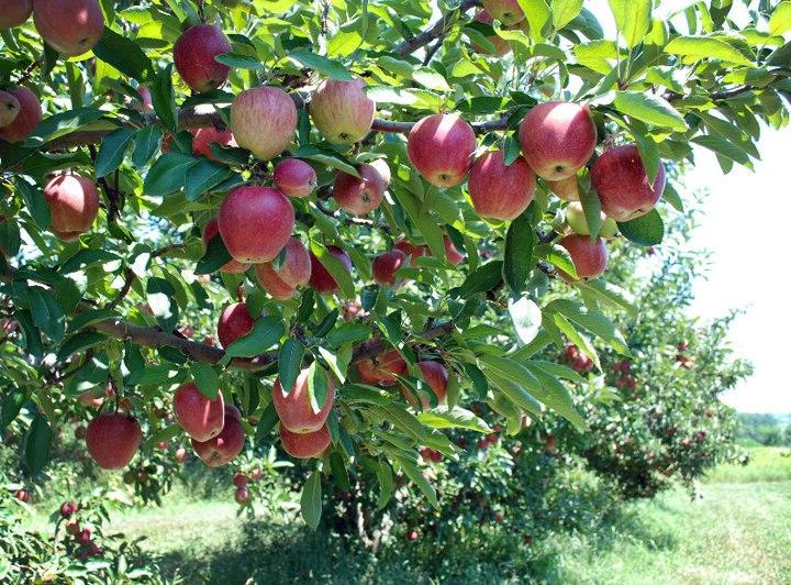 Dougherty Orchards & Winery in Cambridge City
